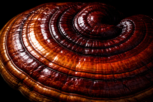 Reishi
